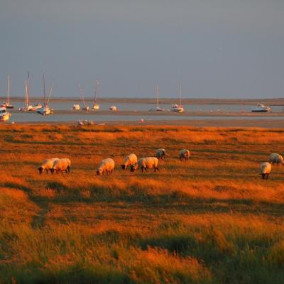 Regnéville-sur-Mer - Normandie