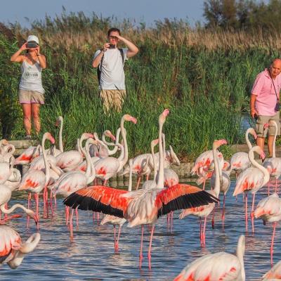 Parc ornithologique - Camargue