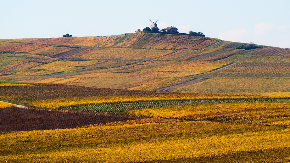 Vignoble de champagne