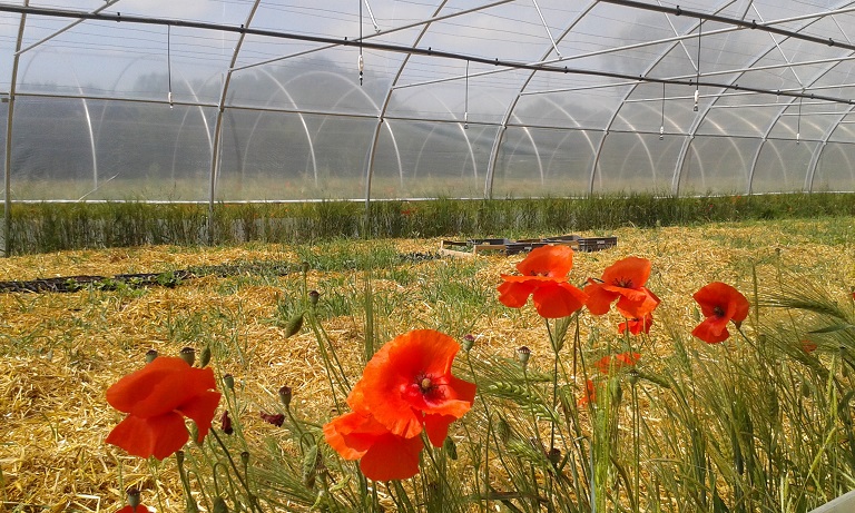 coquelicots-serre