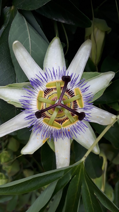 fleur fruit de la passion