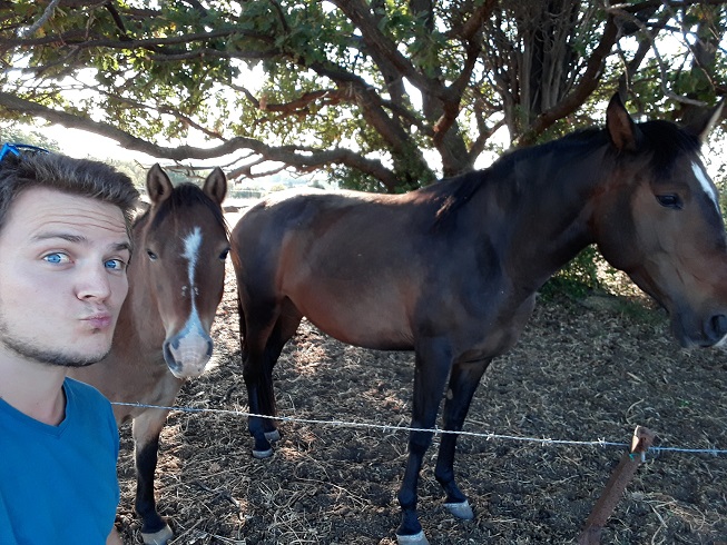 Chevaux Montpellier