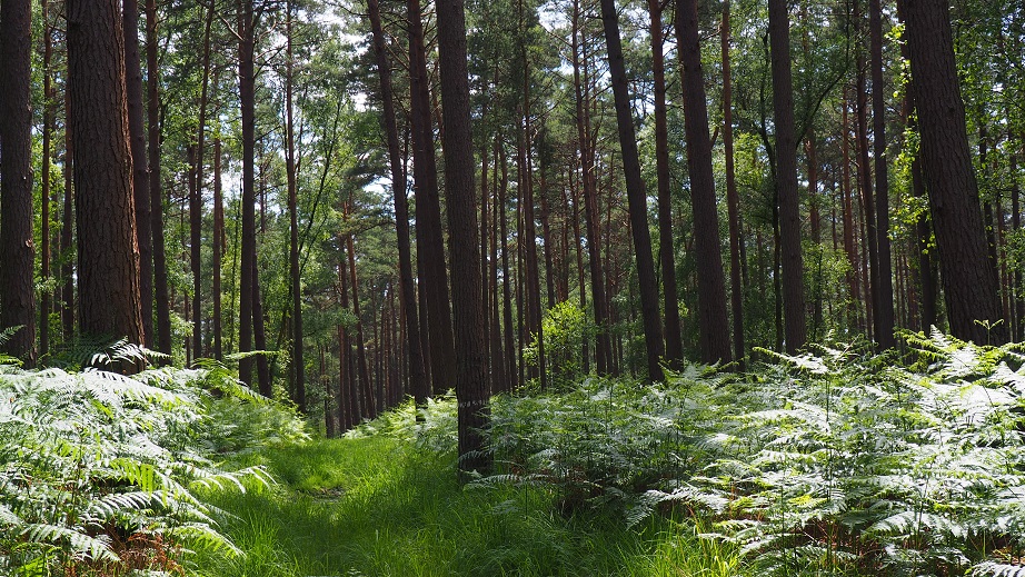 forêt